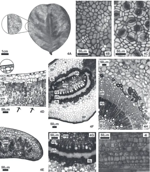 Figure 4. Aspects of Chrysobalanus icaco leaf morphology and anatomy. A: Leaf aspect, highlighting the venation