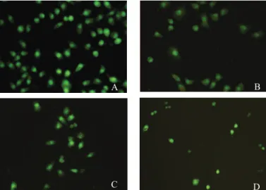 Figure 2. Morphology studies of PHEB-treated PC-3 cells for 48 h with luorescent staining AO