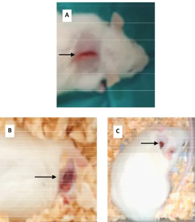 Figure 2. Healing process in rat of Group 2 (treatment with placebo gel). A. 1 st  postoperative (po) day; B