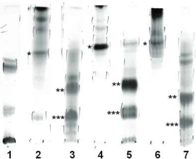 Figure 2.  Thin-layer chromatography (TLC) of partially puriied glycolipids eluted from a silica gel column chromatography with  acetone and methanol and visualized by reaction with orcinol- sulfuric acid