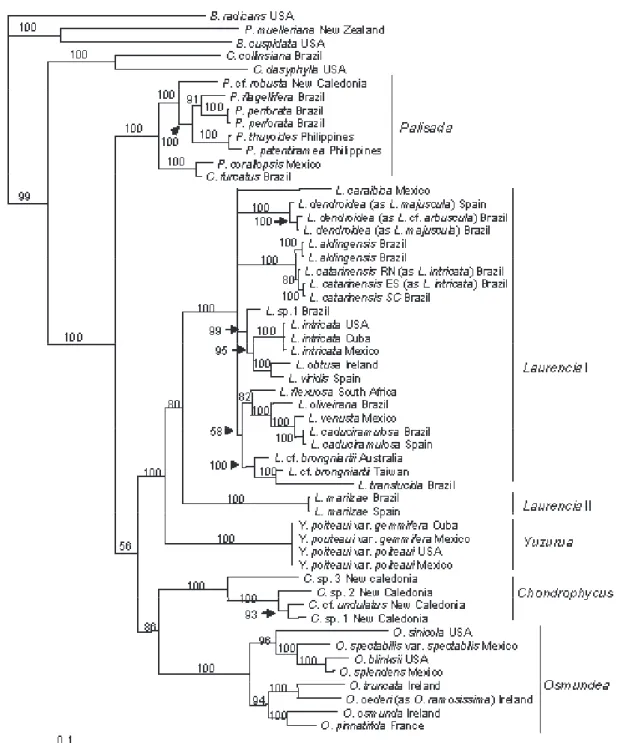 Figure 26. Bayesian phylogram inferred from analyses of rbcL sequences. Numbers on branches correspond to support values for  Bayesian inference posterior probability.