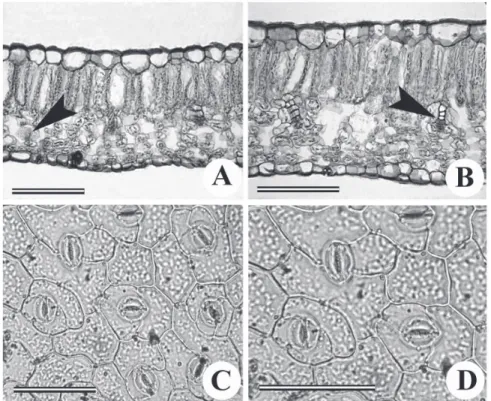 Figure 1. Transverse (A and B) view and leaf epidermal peel (C and D) of Solanum pseudocapsicum L., Solanaceae