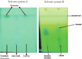 Figure  1.   Identiication  of  quercetin  on  Ailanthus  excelsa  Roxb.,  Simaroubaceae,  by  TLC  (solvent  system  A:  ethyl  acetate:glacial  acetic  acid:formic  acid:water;  100:11:11:26; 
