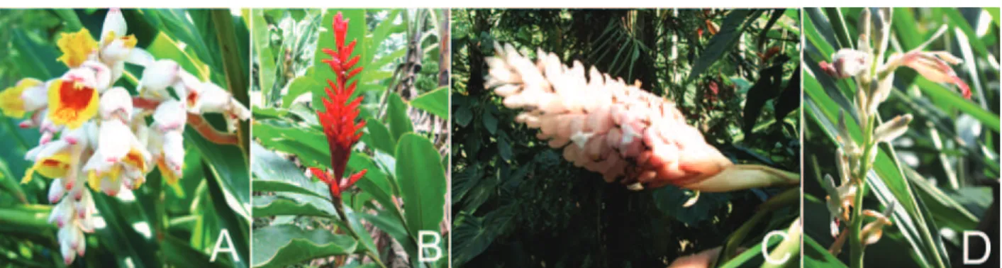 Table  1  summarizes  the  therapeutic  properties  of  Alpinia zerumbet and A. purpurata.
