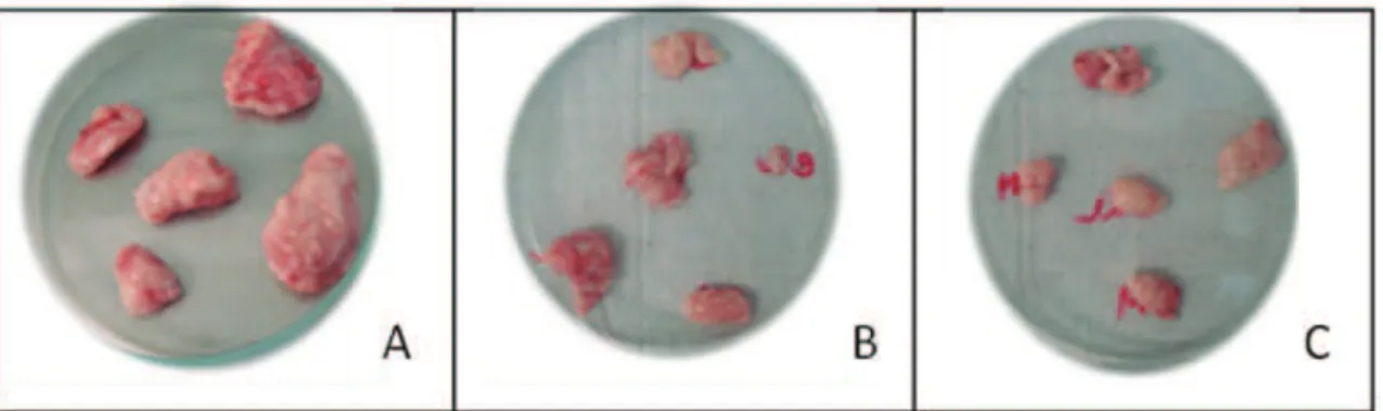 Figure  3.  Illustration  of  antitumor  evaluation  sarcomatoses  tumors. A.  Control  group;  B