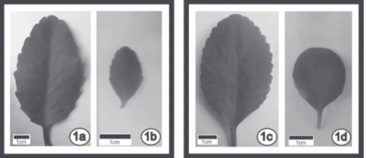 Figure  1. Kalanchoe  pinnata  grown  under  sun  (1a)  and  shade  (1b); Kalanchoe crenata grown under sun (1c) and shade (1d).