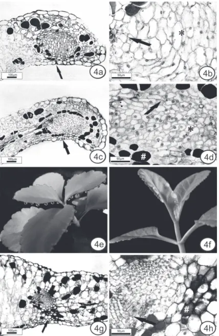 Figure 4. Anatomical aspects of the hydathodes and buds. Leaf cross sections of the hydathodes in K