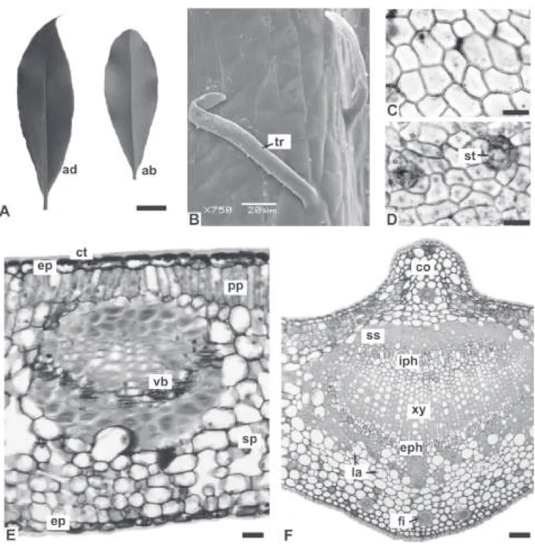 Figure  3. Aspidosperma  polyneuron  Müll. Arg., Apocynaceae  -  leaf: A.  General  aspect;  B
