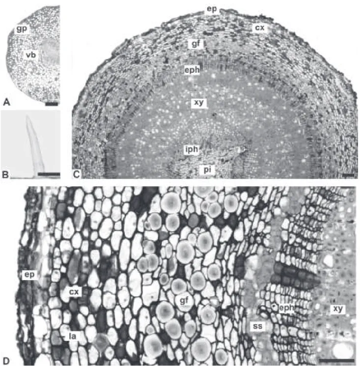 Figure 4. Aspidosperma polyneuron Müll. Arg., Apocynaceae – petiole and stem: A. Transverse section of the petiole; B