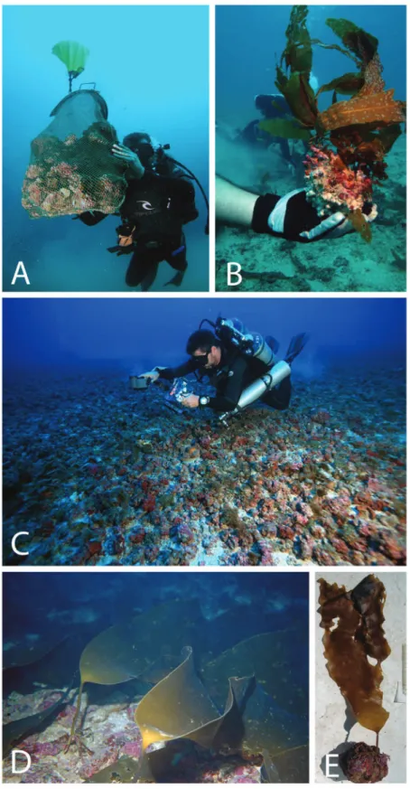 Figure 1. Brazilian rhodolith beds and their associated communities. A-Diver preparing to lift to the surface rhodolith samples  collected  on  the  south  of  the  Abrolhos  Bank