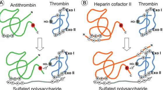 Figure  3. Molecular  schematic  representation  of  the  anticoagulant  mechanisms  of  SP