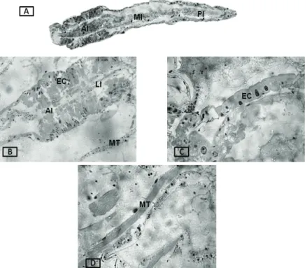 Figure  2.  Photomicrographs  of  the  digestive  tract  of  L3  larvae  of  A.  aegypti  in  the  control  acetone  group  maintained  with  food,  stained  with  HE,  longitudinal  section