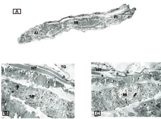 Figure 3. Photomicrographs of the digestive tract of L3 larvae of A. aegypti in the grandisin test group maintained with food,  stained with HE, longitudinal section