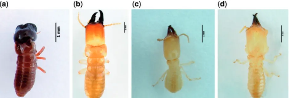 Fig. 2). Concerning the other two species, K. flavicollis (Fig. 1b) has a larger distribution occurring in most of the southeast coast of Terceira, Ponta Delgada (S