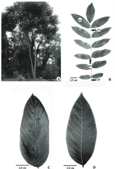 Figure 1. Centrolobium tomentosum Guillemin ex Benth., Fabaceae. Leaf: A. In the natural habitat; B
