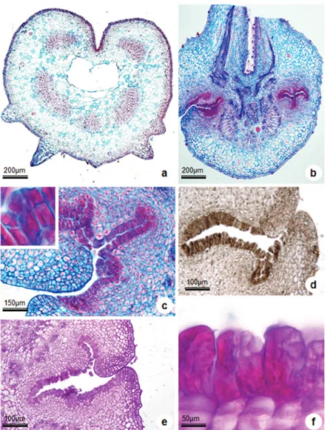 Figure 1. Transversal section the petiole of Ipomoea asarifolia: structure and histochemistry