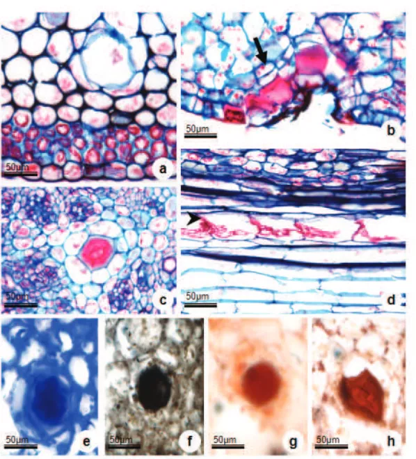 Figure 3. Transversal section the petiole of Ipomoea asarifolia: structure and histochemistry