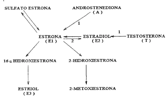 Figura 1- Metabolismo dos estrogénios; formação da estrona e do estradiol,  enzima: (1) Aromatase