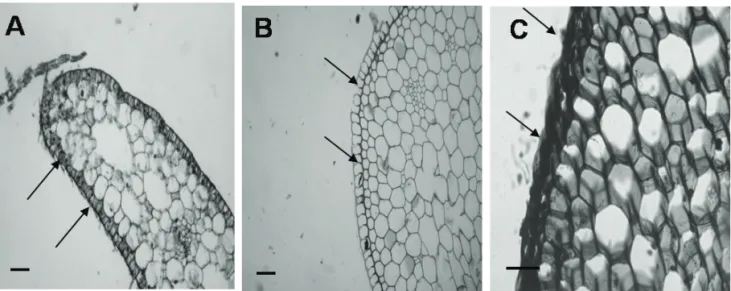 Figure  3A  shows  the  DPPH-scavenging  activity  of  the  SPSG  at  various  concentrations