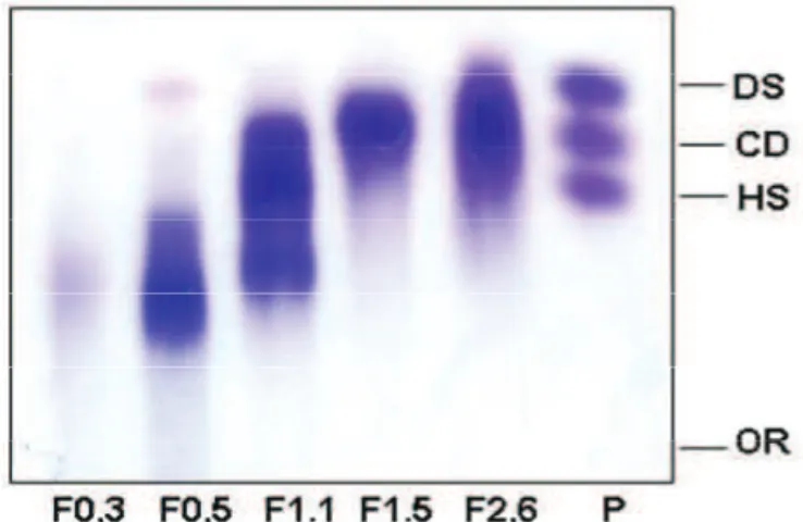 Figure 1. Agarose gel electrophoresis of heterofucans fractions  from Padina gymnospora