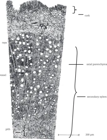 Fig. 3 - Anatomical characters of Salacia  macrophylla root (TS).