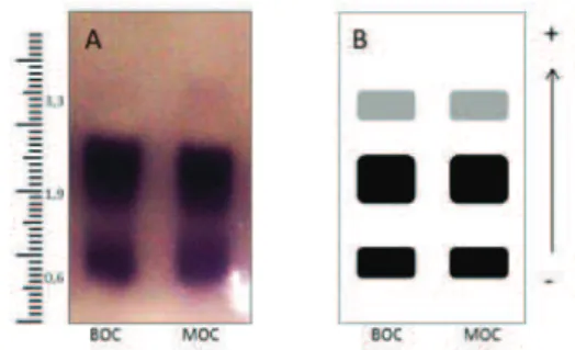Fig. 5 - Gel image with revelation of bands on the enzymatic  activity (A) and schematic representation of isoenzyme  phenotypes of the enzyme malate dehydrogenase (MDH),  from Bocaiuva (BOC) and Montes Claros (MOC) sites, with  three monomorphic bands (B)