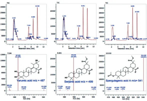 Fig. 2 - SIM spectra in negative mode of different batches of the PT fraction.The retention time shows the mass spectrum  of each major component: yarumic acid (1) m/z = 487; serjanic acid (2) m/z= 499; and spergulagenic acid A (3) m/z= 541