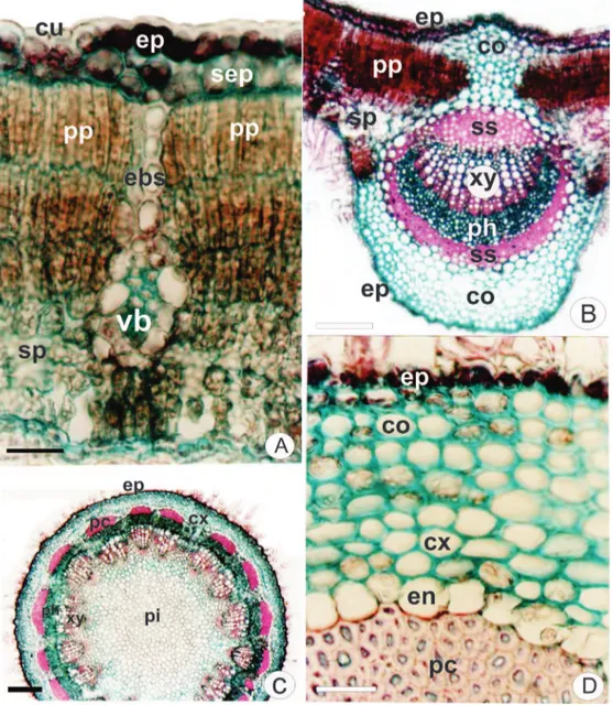 Figure  2.  Gochnatia  polymorpha   (Less.)  Cabrera,  Asteraceae.  Transection.  A.  Leaf  blade  with  cuticule  (cu),  epidermis  (ep),  subepidermal layer (sep), bundle sheath extension (ebs), vascular bundle (vb), palisade parenchyma (pp) and spongy p