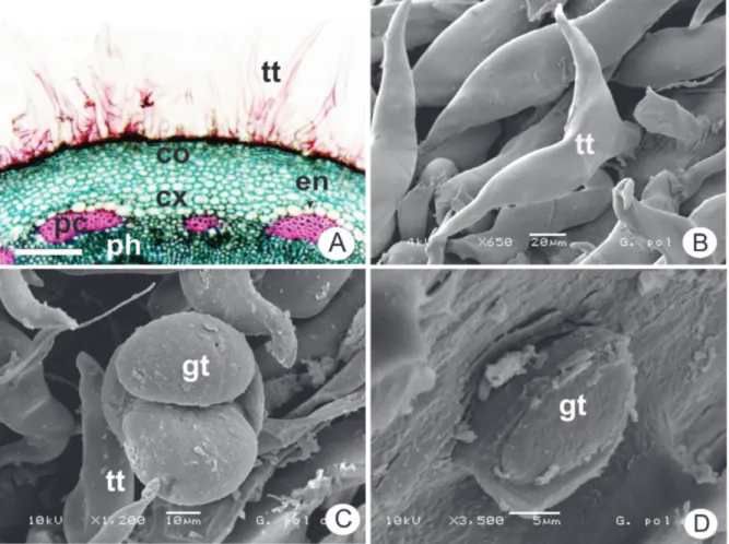 Figure 3. Gochnatia polymorpha (Less.) Cabrera, Asteraceae. A. Stem detail with non-glandular trichome (tt), collenchyma (co),  cortex (cx), endoderm (en), perivascular iber caps (pc) and phoem (ph); B