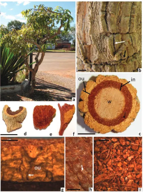 Figure 1. Polyouratea hexasperma (A. St.-Hil.) Tiegh. A. Tree. B. Externally aspect of bark showed longitudinal and transversal  issures (arrows white and black, respectively)