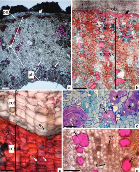Figure 2. Microscopy characteristics in transversal section of the bark of the Polyouratea hexasperma (A