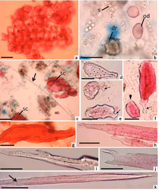 Figure 3. Macerate of  Polyouratea hexasperma (A. St. Hi.) Tiegh. A. Cork cells. B. Idioblasts with druses (dr), starch grains (s)  and oil droplets (od)