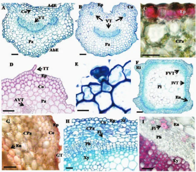 Figure 5. Structures of the median nervure, petiole and stem of Scutellaria agrestis. (Cross sections