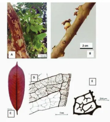 Figure 1. Plinia edulis (Vell.) Sobral, Myrtaceae. A. “Marbled” 