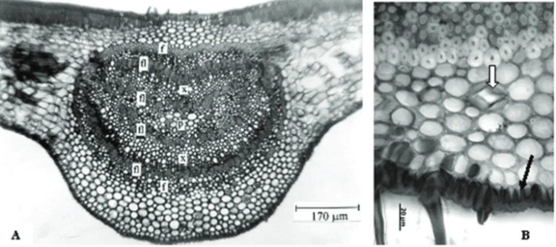 Figure 5. Transverse section of midrib of Plinia edulis  (Vell.) Sobral, Myrtaceae. A