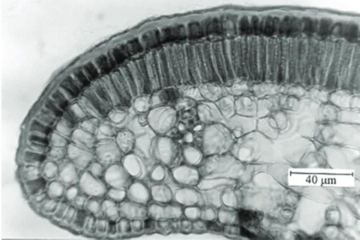 Figure  6.  Transverse  section  of  leaf  margin  of  Plinia  edulis  (Vell.)  Sobral,  Myrtaceae