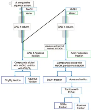 Figure 1. Flow chart of the Ageratum conyzoides aqueous extract  fractionation using Amberlite XAD-4 and XAD-7 resins