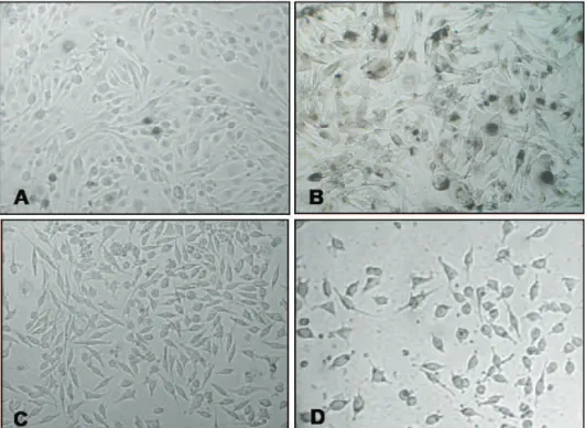 Figure 1.  Effects of rosmarinic acid on B16F10 and McCoy cell phenotypes. Phase-contrast microscopy of (A) B16F10 culture  showing characteristic i broblastic and spherical cell morphology; (B) melanocytes appearing as l attened cells, with scattered and 