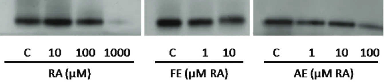 Figure 5. Zymogram presenting the effect of rosmarinic acid (RA), sage l uid (FE) and aqueous extracts (AE) on cellular tyrosinase  activity