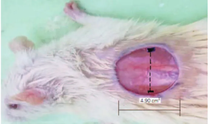 Figure  2.  Incision  model  in  mice  (arrow  mark  show  tying  of  thread in mice).