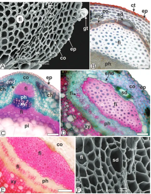 Figure 3 – Baccharis glaziovii Baker, Asteraceae – Axis of cladode in cross-section.  A 