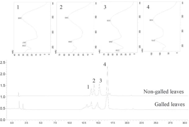 Figure 1 – Chromatograms (LC-DAD) of leaf extracts of Clusia lanceolata at 350 nm.