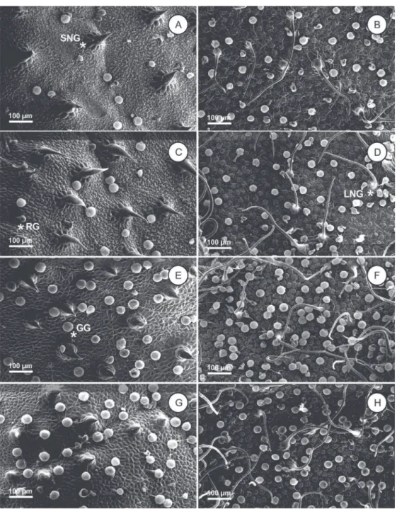 Figure 3 – Scanning electron micrographs of adaxial (A, C, E, G) and abaxial (B, D, F, H) leaf surface of Varronia curassavica  plants grown under different irradiance intensities
