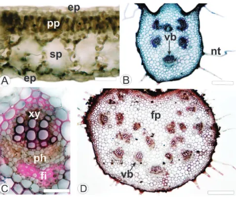 Figure 3 – Leaf of Mikania lanuginosa DC, Asteraceae, in cross-section. A. Dorsiventral mesophyll