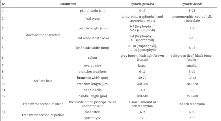 Figure 1 – Macroscopic characteristics of Pyrrosia petiolosa and Pyrrosia davidii. A. Macroscopic characteristics of Pyrrosia petiolosa; 
