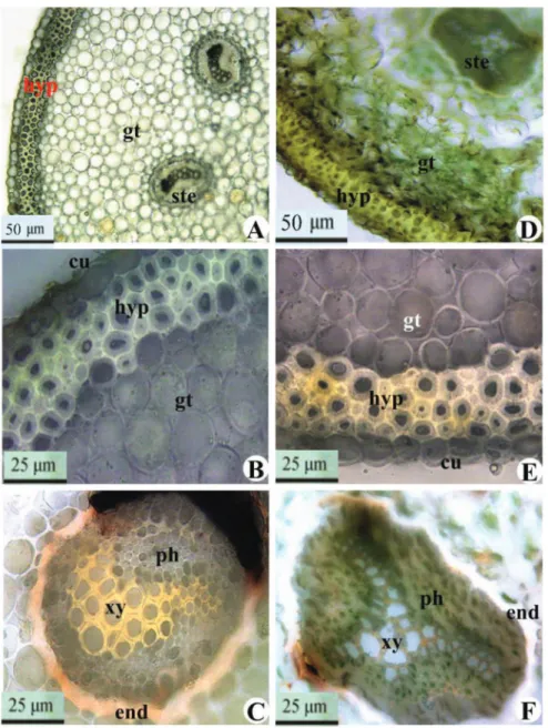 Figure 2 – Characteristics microstructures of Pyrrosia petiolosa and Pyrrosia davidii petiole in transverse section