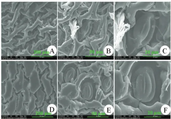 Figure 3 – Microstructure of Pyrrosia petiolosa and Pyrrosia davidii leaf blade epidermis