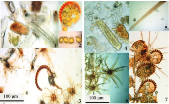 Figure 4 – Microstructure characteristics of Pyrrosia petiolosa and Pyrrosia davidii fronds powder