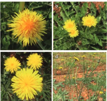 Figure 1 – Taraxacum officinale: open flower and a rosette with  terminal inflorescence (a-b)