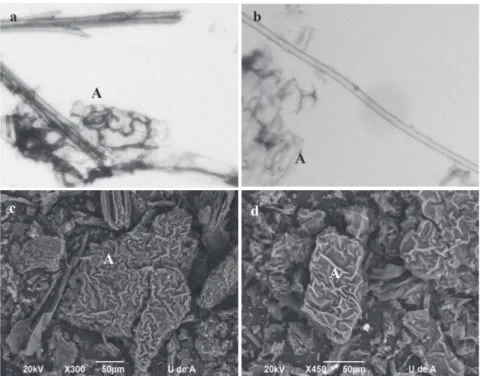 Figure 2 – Microphotographs showing the anatomical elements of T. officinale and H. radicata